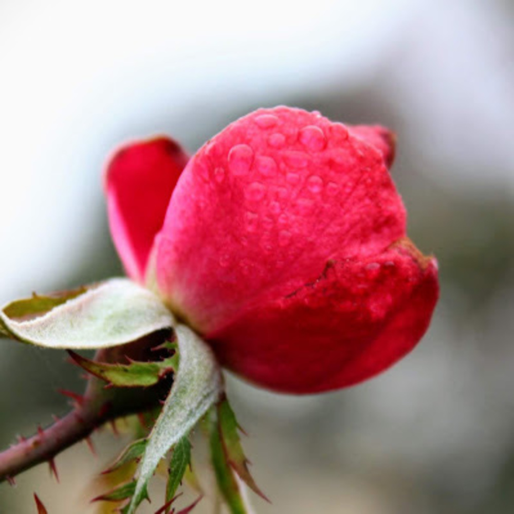 Meet your Posher, Eleanor